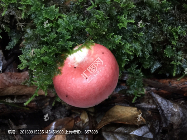 野生紅菇