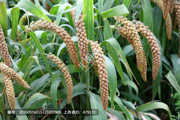 五谷,谷子地,莊稼