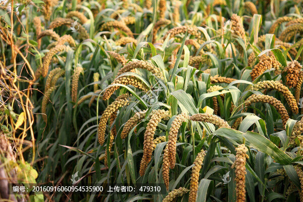 谷子,谷穗,五谷,谷子地,莊稼