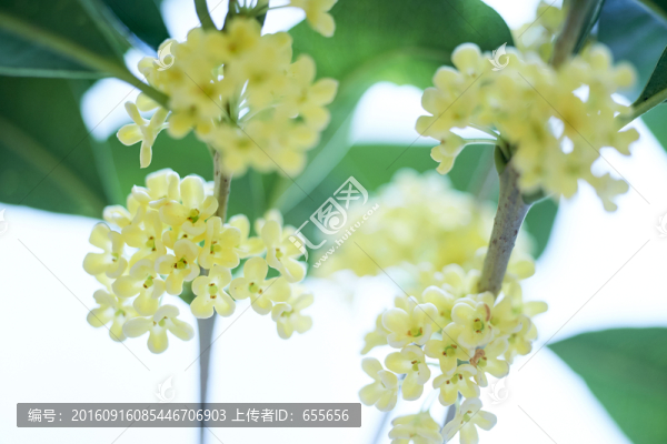 桂花素材