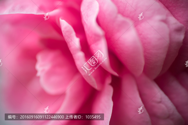 茶花特寫