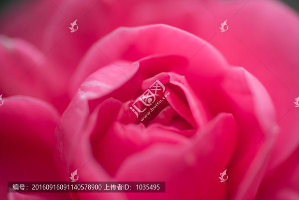 茶花特寫