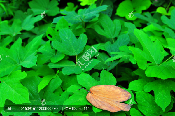 綠葉,枯萎,生機(jī)