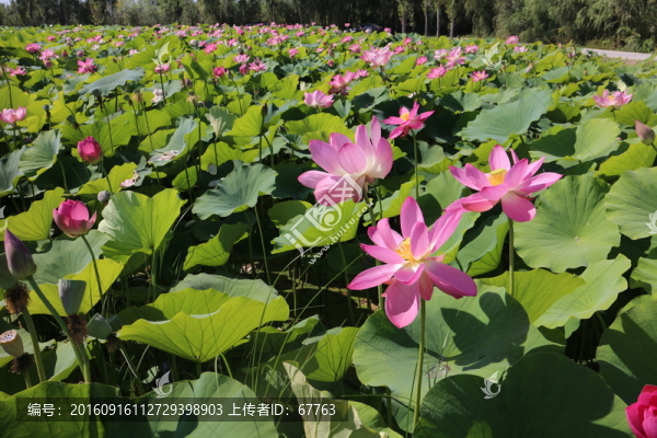 艷麗荷花