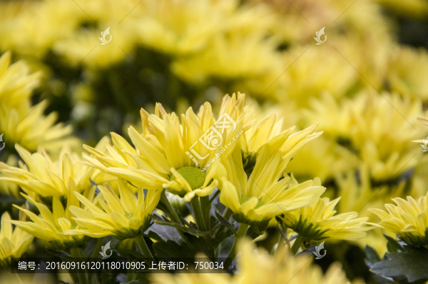 秋菊