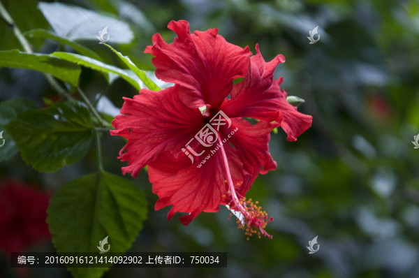 紅色花朵