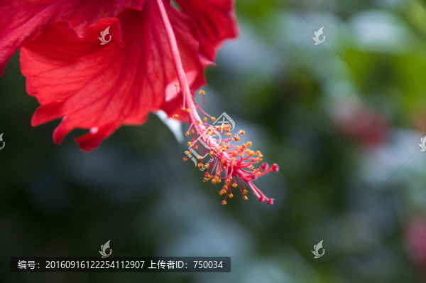 紅色的花