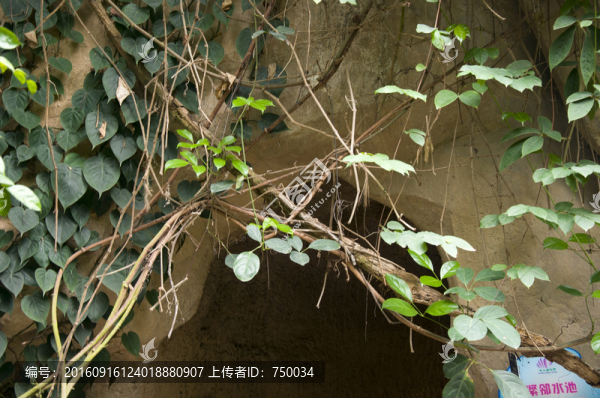 藤葉