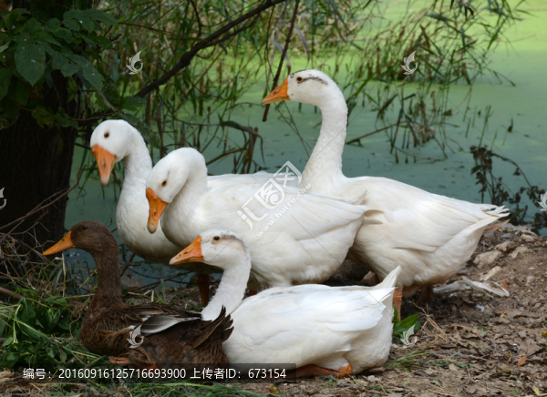 白鵝