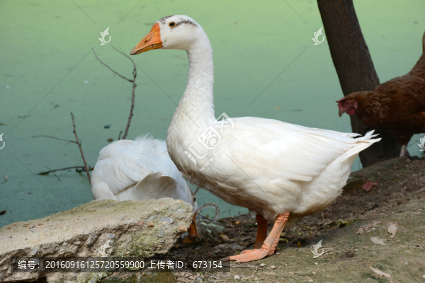 大白鵝