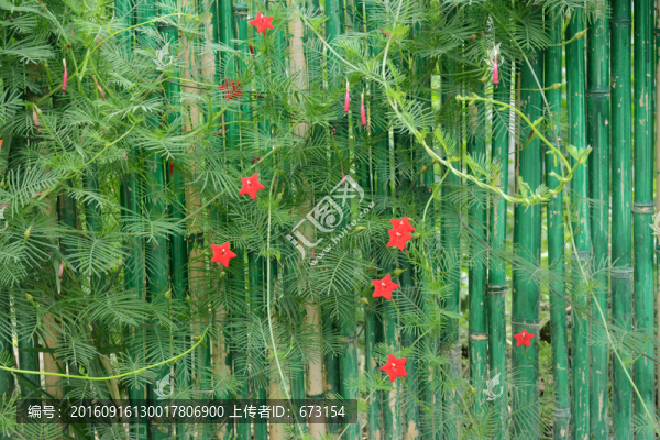 綠植墻