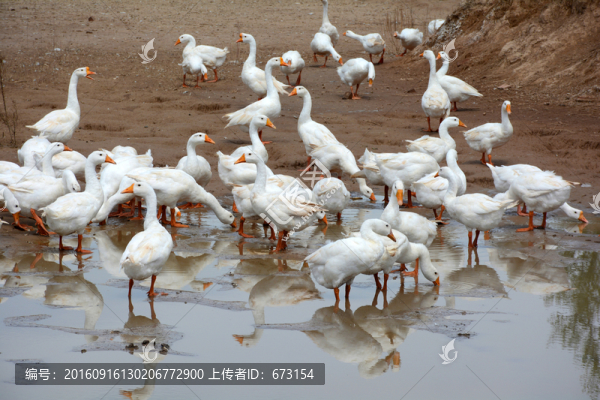 鵝