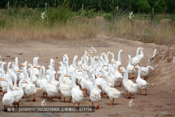 鵝群