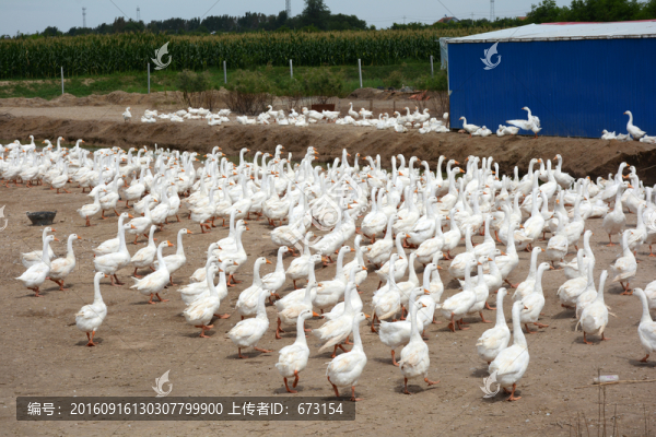 養(yǎng)鵝場