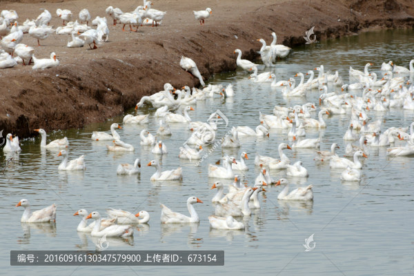 游水的鵝