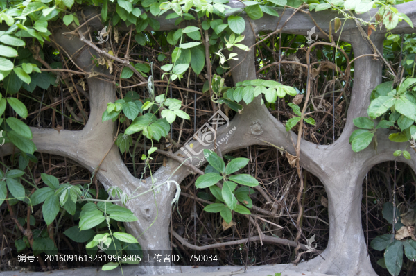 植物圍欄