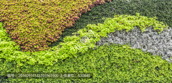 植物墻