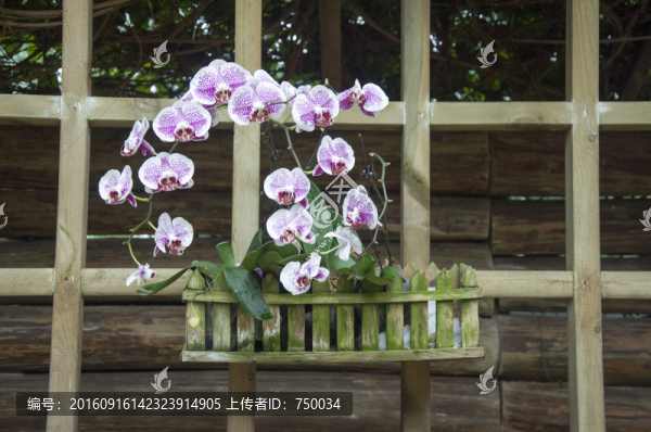 花籃