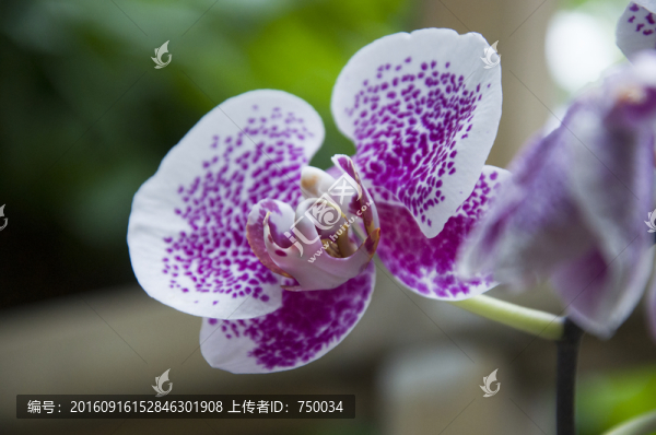 花卉微距