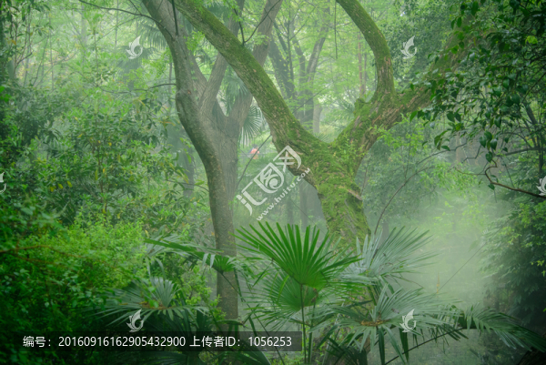 樹(shù)林