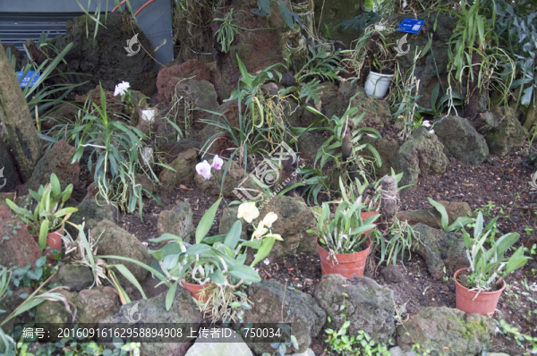 植物園
