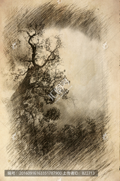 枯樹素描