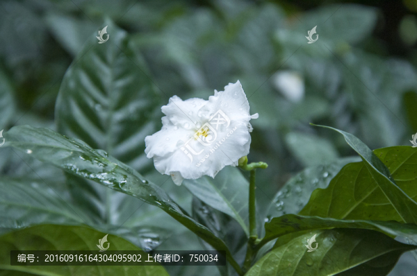 梔子花