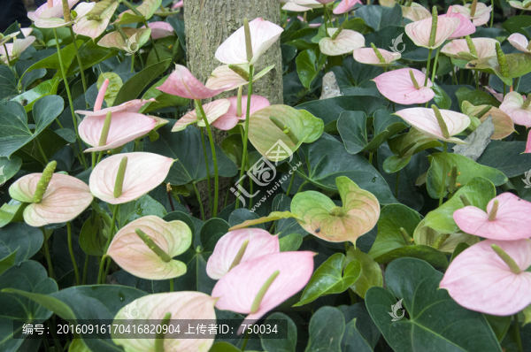 粉掌花
