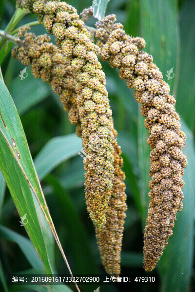 谷子,谷穗