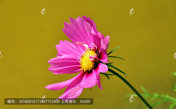 一朵花