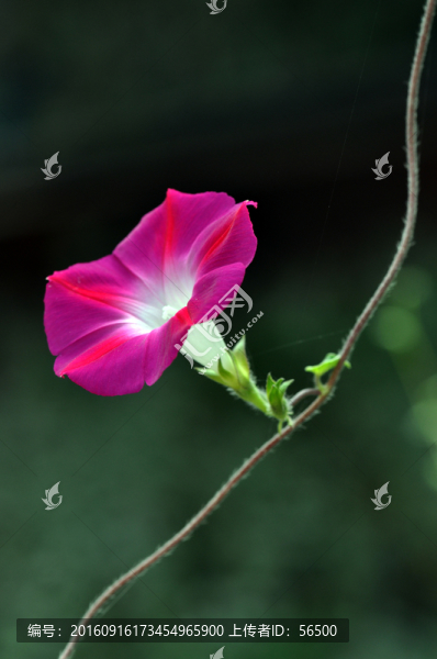 牽牛花