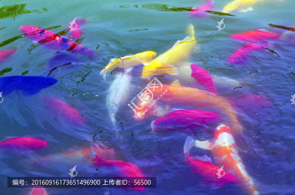 錦鯉