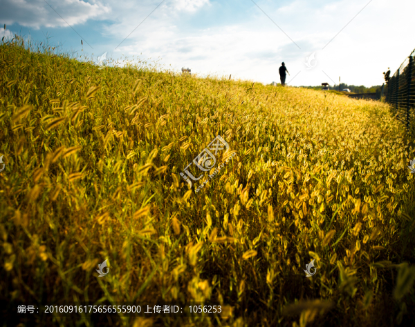 狗尾巴草
