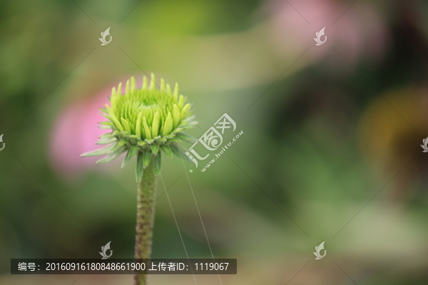花朵近景