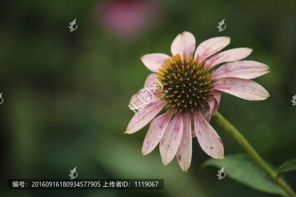 花朵近景