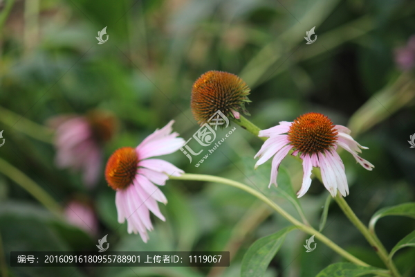 花朵