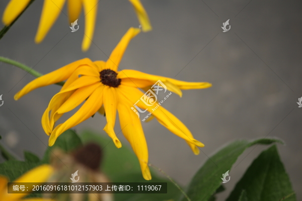 花朵近景