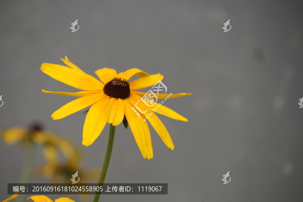 花朵