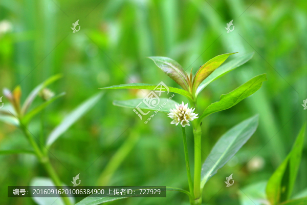 綠色清新圖片