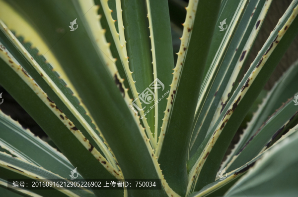 熱帶植物
