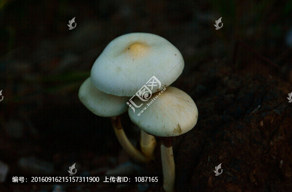 蘑菇