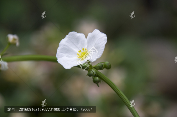 白花,大光圈