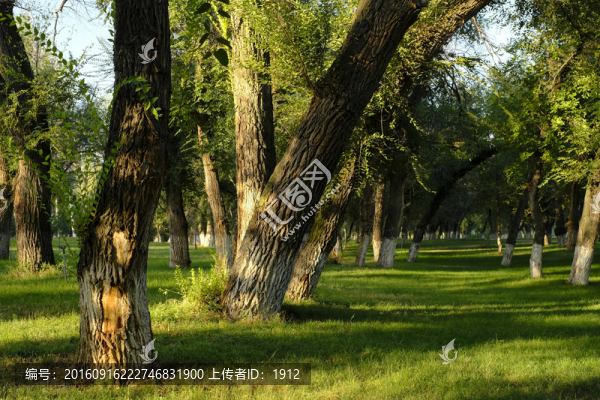 樹林