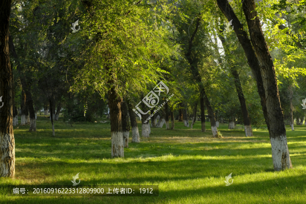 樹林