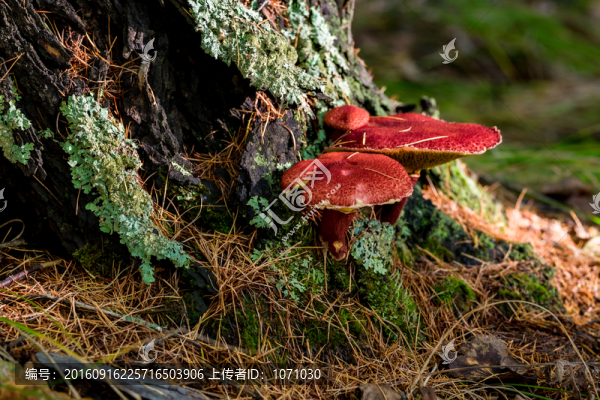 大興安嶺野生菌