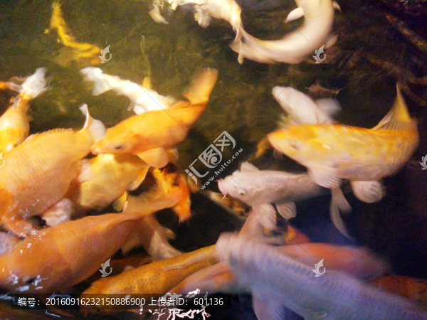 水里的活錦鯉魚群