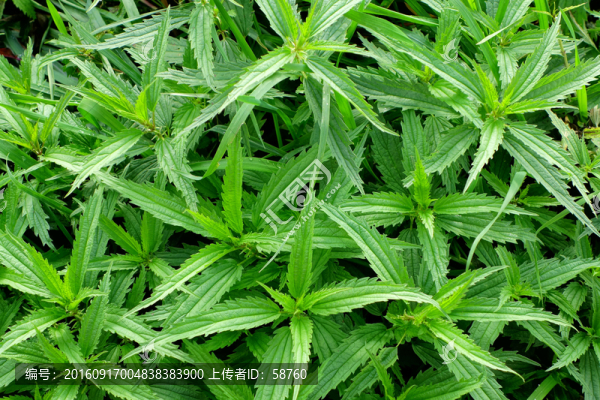 野生植物蜇麻子