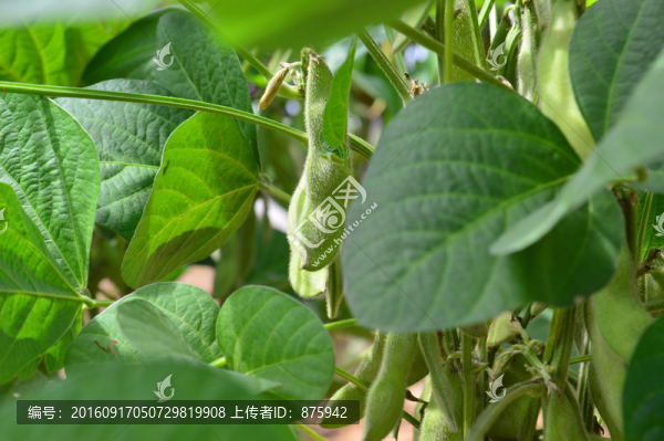 毛豆