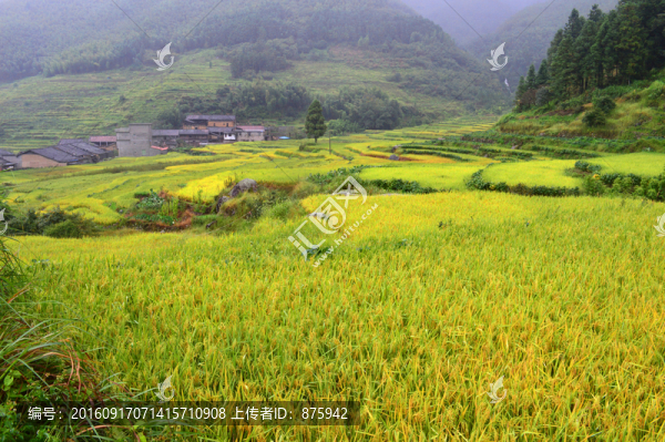 田園風(fēng)光