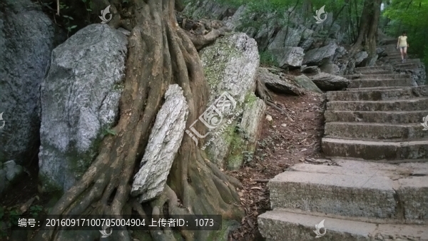 樹根